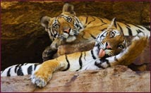 bandhavgarh tiger reserve