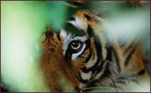 Bandhavgarh Wildlife Tours