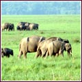 Jim Corbett Wildlife Safari Guide