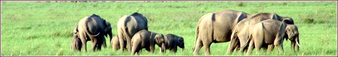 wildlife eco tourism corbett, wildlife tours corbett, tourist attractions in corbett, corbett wildlife guide