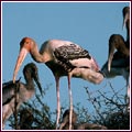 Keoladeo Ghana Bird Sanctuary Guide