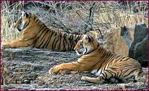Ranthambore Tiger Tours